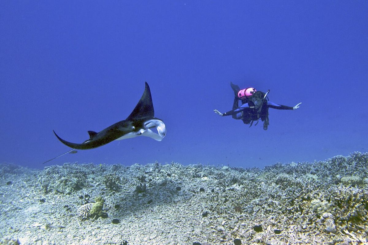 Plongeuse croisant une raie manta au-dessus d'un récif, à Hawaï